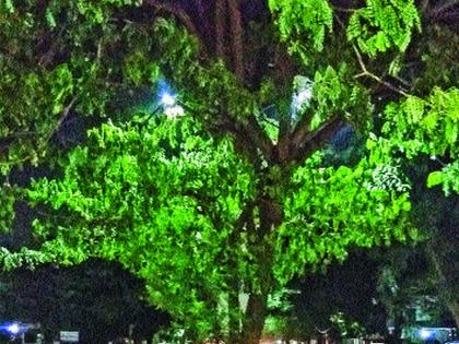 lights of road disappear in Trees of the tree | झाडांच्या फांद्यांत झाकोळले पथदिवे