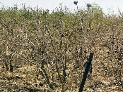 Due to drought, due to drought, there are fruit trees in Vakhri, Bhandesegaon area | दुष्काळामुळे वाखरी, भंडीशेगाव परिसरातील फळबागा करपल्या