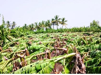 4 million storm hits in Kolhapur district! | वळीव पावसाने कोल्हापूर जिल्ह्यात चार कोटींचा वादळी तडाखा !