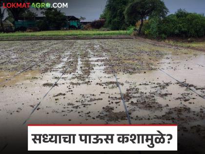 Latest News Maharashtra Rain Rain due to formation of severe low pressure area in Arabian Sea | Maharashtra Rain : सध्या पाऊस कशामुळे पडतो आहे, तो किती तारखेपर्यंत राहणार, वाचा सविस्तर Latest News Maharashtra Rain Rain due to formation of severe low pressure area in Arabian Sea | Maharashtra Rain : सध्या पाऊस कशामुळे पडतो आहे, तो किती तारखेपर्यंत राहणार, वाचा सविस्तर