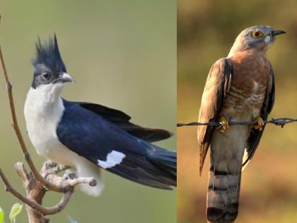 The birds that give the good news of the coming rain are Chatak and Pawsha | सुखसरी बरसणार.. ‘हे’ पक्षी देताहेत पावसाचे संकेत!, पक्षी अभ्यासकांचे निरीक्षण The birds that give the good news of the coming rain are Chatak and Pawsha | सुखसरी बरसणार.. ‘हे’ पक्षी देताहेत पावसाचे संकेत!, पक्षी अभ्यासकांचे निरीक्षण