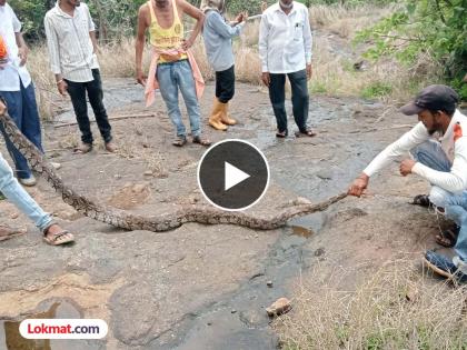 Pawananagar: In Maval taluka of Pune district Goat caught in python's tail pulled out; Video goes viral | अजगराची शेपटी धरून गिळलेली बकरी काढली बाहेर; व्हिडिओ व्हायरल