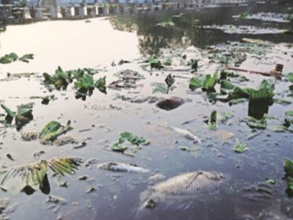 Hundreds of dead fish found in Pawana | पवनेत आढळले शेकडो मृत मासे;‘लोकमत’मुळे नदी फेसाळल्याचे उघड Hundreds of dead fish found in Pawana | पवनेत आढळले शेकडो मृत मासे;‘लोकमत’मुळे नदी फेसाळल्याचे उघड