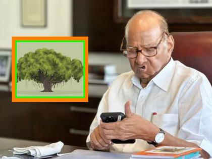 VHP opposes Sharad Pawar's 'vat vruksh' ncp Party Symbol; What decision will the Election Commission take? | शरद पवारांच्या 'वटवृक्ष'ला विहिंपचा विरोध; निवडणूक आयोग कोणता निर्णय घेणार...