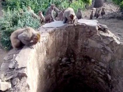 Kanpur monkeys hinting well woman death body UP police | विहिरीत डोकावून माकड पुन्हा पुन्हा करत होते इशारा, लोकांनी जाऊन पाहिलं तर बसला धक्का