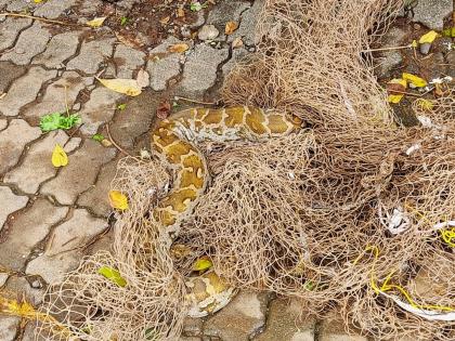 Rescuing a six-foot Asian rock python | माशांच्या जाळ्यात अडकलेल्या सहा फुटांच्या अजगराची सुटका