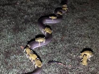 Viral Photo Shows Cane Toads Riding On Olive Python | बोंबला! ११ फूट अजगराच्या पाठीवर बसून डझनभर बेडकांची सवारी?