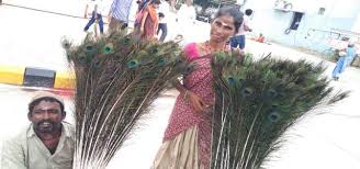 two arrest for saling peacock feathers | खामगावात मोरपंखांची विक्री करणा-या दोघांना पकडले!