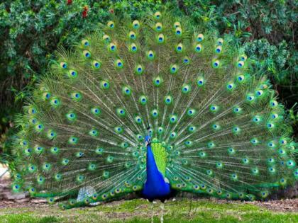 15 peacocks die at Davdi in Khed taluka Possibility of heatstroke | Heat Stroke: खेड तालुक्यात दावडी येथे १५ मोरांचा दुर्दैवी मुत्यू; उष्माघाताने झाल्याची शकयता