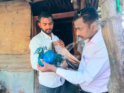 Saved the life of an injured peacock | वन्यजीवप्रेमींच्या सतर्कतेमुळे वाचला जखमी मोराचा जीव  