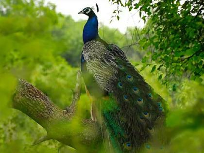 in mumbai peacock feather sale is going on in market action will be taken by forest department | मोरपीस बाळगले तर काय होते? तक्रार दाखल केल्यास होणार कारवाई