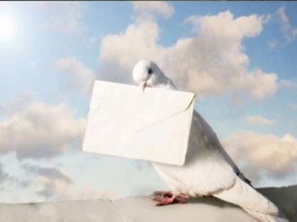 Why letters were sent through pigeons? know amazing science fact | पूर्वी कबुतरांच्याच माध्यमातून का पाठवलं जात होतं पत्र? जाणून घ्या यामागचं वैज्ञानिक कारण...