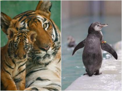 Mumbai based penguin named Oscar Bengal tiger cub named Veera kishori pednekar rani baugh | अखेर बारसे संपन्न! मुंबईतील पेंग्विनच्या पिल्लाचे नाव 'ऑस्कर'; बंगाल टायगरच्या बछड्याचे नाव 'वीरा'