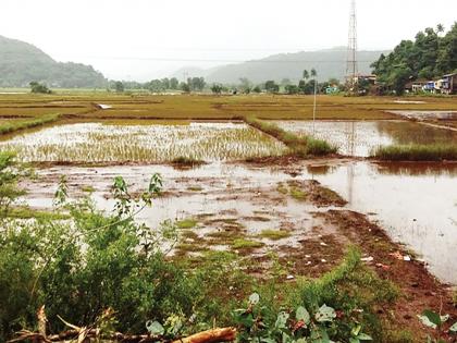 Destroy 90 hectares of farmland in Penn | पेणमध्ये शेतीचे ९००० हेक्टर क्षेत्र नष्ट; शेतकऱ्यांचे मोेठे आर्थिक नुकसान