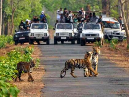 forest department to launch night safari in pench tiger reserve from may 17 | खुशखबर! पेंच व्याघ्र प्रकल्पातही होणार रात्रीचे वन पर्यटन; १७ पासून प्रायोगिक तत्त्वावर प्रारंभ