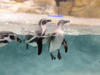 छायाचित्र : दत्ता खेडेकर