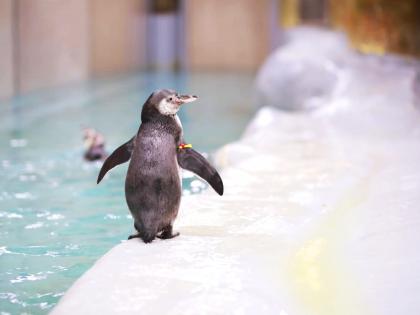 Baby Humboldt penguin is the newest member of the family at Byculla Zoo in Mumbai | राणीच्या बागेत चिमुकली पावले! पेंग्विनने दिला पिल्लांना जन्म