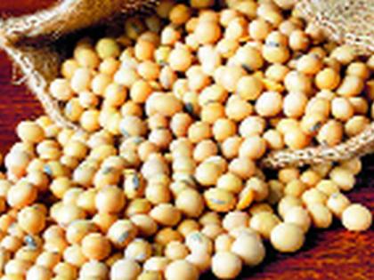 Bogus soybeans; Criminal suspension; Producers in the Supreme Court against the High Court order | बोगस सोयाबीन; फौजदारीस स्थगिती; हायकोर्ट आदेशाविरुद्ध उत्पादक सुप्रीम कोर्टात