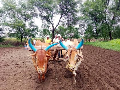 Baliraja sowing has begun; Sowing has been done on 3 percent of the area in Marathwada so far, soybean is the first choice | बळीराजा पेरता झाला; मराठवाड्यात आतापर्यंत ३ टक्के क्षेत्रावर पेरणी, सोयाबीनला पहिली पसंती Baliraja sowing has begun; Sowing has been done on 3 percent of the area in Marathwada so far, soybean is the first choice | बळीराजा पेरता झाला; मराठवाड्यात आतापर्यंत ३ टक्के क्षेत्रावर पेरणी, सोयाबीनला पहिली पसंती