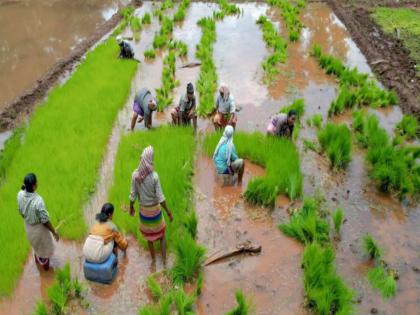 91 percent sowing is complete in the state, soybeans increased while cotton area decreased, rice planting speeded up due to rain | राज्यात ९१ टक्के पेरण्या पूर्ण, सोयाबीन वाढले तर कापसाचे क्षेत्र घटले, पावसामुळे भात लावण्यांना वेग