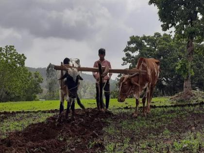 Sowing of kharif season in Satara district on 2 lakh 82 thousand hectares | खरीप बळीराजाला हात देणार; सातारा जिल्ह्यात पेरणी २ लाख ८२ हजार हेक्टरवर... 