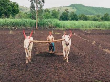 Sowing of 2 lakh hectares in Sangli district for Kharif season | सांगली जिल्ह्यात २.२५ लाख हेक्टर क्षेत्रावर पेरणी, सर्वात कमी कोणत्या तालुक्यात..जाणून घ्या