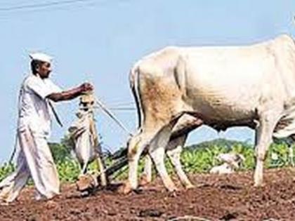  In West Vidarbha, 32 lakh hectare sowing is planned | पश्चिम विदर्भात ३२ लाख हेक्टरवर पेरणीचे नियोजन