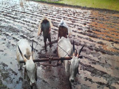 Speed of sowing in Satara district; Completed on one and a half lakh hectares | सातारा जिल्ह्यात पेरणीला वेग; दीड लाख हेक्टरवर पूर्ण