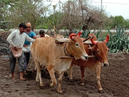 Sowing begins in Washim district | वाशिम जिल्ह्यात पेरणीला सुरूवात