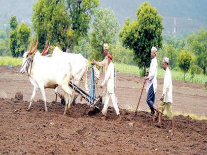 In the last phase to sowing of cereal crops | कडधान्य पिकांची पेरणी शेवटच्या टप्प्यात