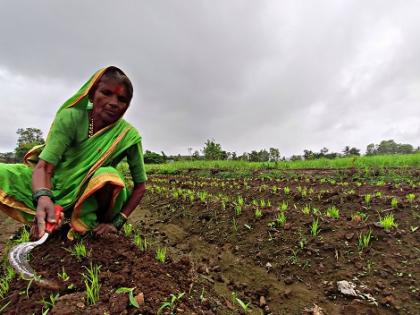 Sowing 25%, good germination by rains | पेरण्या २५ टक्के, पावसाने उगवण चांगली