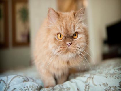 Attack on a young man with a sharp weapon from a breeding professional competition of foreign cats | परदेशी मांजरांच्या ब्रीडिंग व्यावसायिक स्पर्धेतून तरुणावर तीक्ष्ण हत्याराने वार