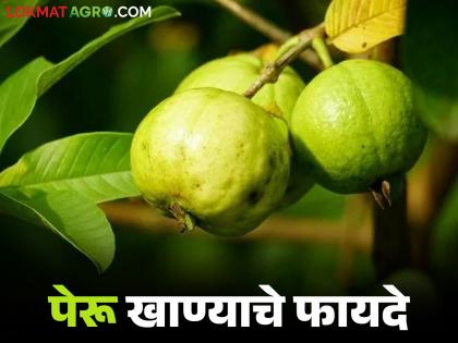 Latest news Gauva Benefits Weight control including diabetes, beneficial for heart, many benefits of eating guava in winter | मधुमेहासह वजन नियंत्रण, हृदयालाही फायदेशीर, हिवाळ्यात पेरू खाण्याचे अनेक फायदे Latest news Gauva Benefits Weight control including diabetes, beneficial for heart, many benefits of eating guava in winter | मधुमेहासह वजन नियंत्रण, हृदयालाही फायदेशीर, हिवाळ्यात पेरू खाण्याचे अनेक फायदे