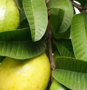 पेरुची पानं उपाशीपोटी खाण्यानं खरंच प्रतिकारशक्ती वाढते, पोट साफ होतं का? पाहा पेरुच्या पानांचे फायदे