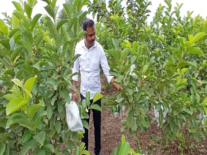 Somesh Vaidya, a young farmer, earns Rs 25 lakh Per year from Peru farming | नोकरी करत करत शेतात पिकवलं ‘सोनं’; वर्षाकाठी २५ लाख कमवतो हा युवा शेतकरी