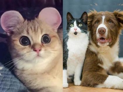 plastic surgery for cats and dogs to have mickey mouse ears in china | बापरे! चीन आता पाळीव प्राण्यांची करतंय प्लास्टिक सर्जरी; कारण ऐकून बसेल धक्का