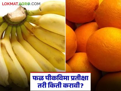 latest news Fruit Crop Insurance: How long should I wait for fruit crop insurance? 19 lakhs still pending Read in detail | Fruit Crop Insurance : फळपिक विमा प्रतीक्षा तरी किती करावी? १९ लाख अजूनही रखडले वाचा सविस्तर latest news Fruit Crop Insurance: How long should I wait for fruit crop insurance? 19 lakhs still pending Read in detail | Fruit Crop Insurance : फळपिक विमा प्रतीक्षा तरी किती करावी? १९ लाख अजूनही रखडले वाचा सविस्तर