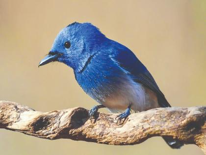 A rare purple littkuri bird found in Phaltan satara | Satara: फलटणमध्ये आढळला दुर्मीळ जांभळी लिटकुरी पक्षी