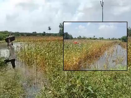 The farmer removed millet grains from knee deep water | सातारा: गुडघाभर पाण्यातूनच शेतकऱ्याने काढली बाजरीची कणसे