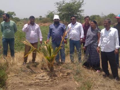 Bibi Taluka Phaltan The youth and villagers of survived by planting 1300 coconut saplings | कडक उन्हामुळे सुकू लागली रोपे, ऊस पाचटीच्या आच्छादनामुळे पुन्हा झाली हिरवीगार