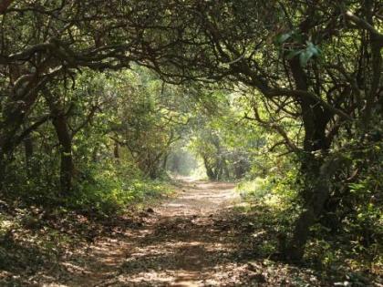 This year, wildlife census will be conducted in the form of Jujabi in Phanasad Sanctuary | फणसाड अभयारण्यात यंदा जुजबी स्वरूपात होणार वन्यजीव प्रगणना