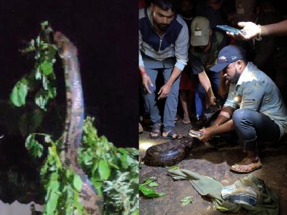 Python reappears in Varnavati Colony in Sangli | सांगलीतील वारणावती वसाहतीमध्ये अजगराचे पुन्हा दर्शन