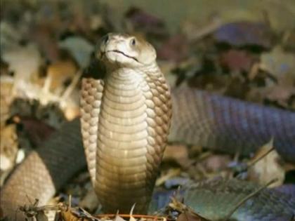 Abb! The snake swallowed 16 rabbits | अबब! नागाने गिळली सशाची १६ पिल्ले