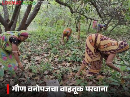 Latest News Gram Sabha has right to issue transportation permits for minor forest produce | गौण वनोपजाचा वाहतूक परवाना देण्याचा अधिकार ग्रामसभेला, 'ते' शासन निर्णय रद्द Latest News Gram Sabha has right to issue transportation permits for minor forest produce | गौण वनोपजाचा वाहतूक परवाना देण्याचा अधिकार ग्रामसभेला, 'ते' शासन निर्णय रद्द