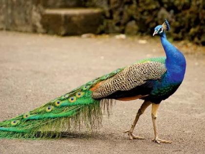 Illegal migration of Selfie Peacock in Satara | चूक माणसाची शिक्षा मोराला; साताऱ्यातील सेल्फी मोराचे नियमबहाय्य स्थलांतर!