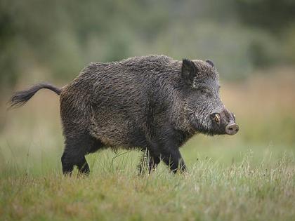 Washim: wild boar attack; Female farm laborer seriously injured | Washim: रानडुकराचा हल्ला; शेतमजूर महिला गंभीर जखमी