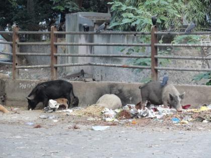 Over that hundred pigs died due to African Swine Flu, Bhopal institute reports | त्या शंभरवर डुकरांचा मृत्यू आफ्रिकन स्वाईन फ्ल्यूमुळे, भोपाळच्या संस्थेचा अहवाल