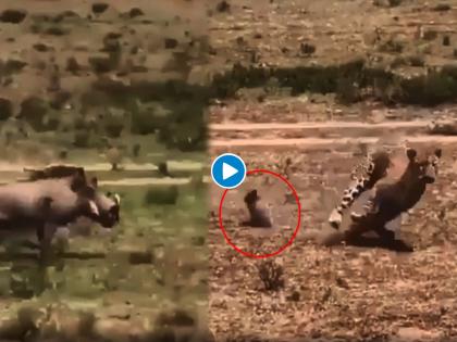 leopard hunts wild pig baby but runs away as pig mother enters in the scene | बिबट्याच्या तोंडात तिचं पिल्लु आलंच होतं, पण आईने असा चढवला हल्ला की बिबट्याने ठोकली धूम