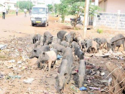 NDS help to catch pigs | डुकरे पकडण्यासाठी यापुढे एनडीएस करणार मदत