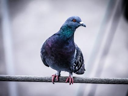 why put a car on the body of a pigeon japan incident | कबुतराच्या अंगावर गाडी का घातली?